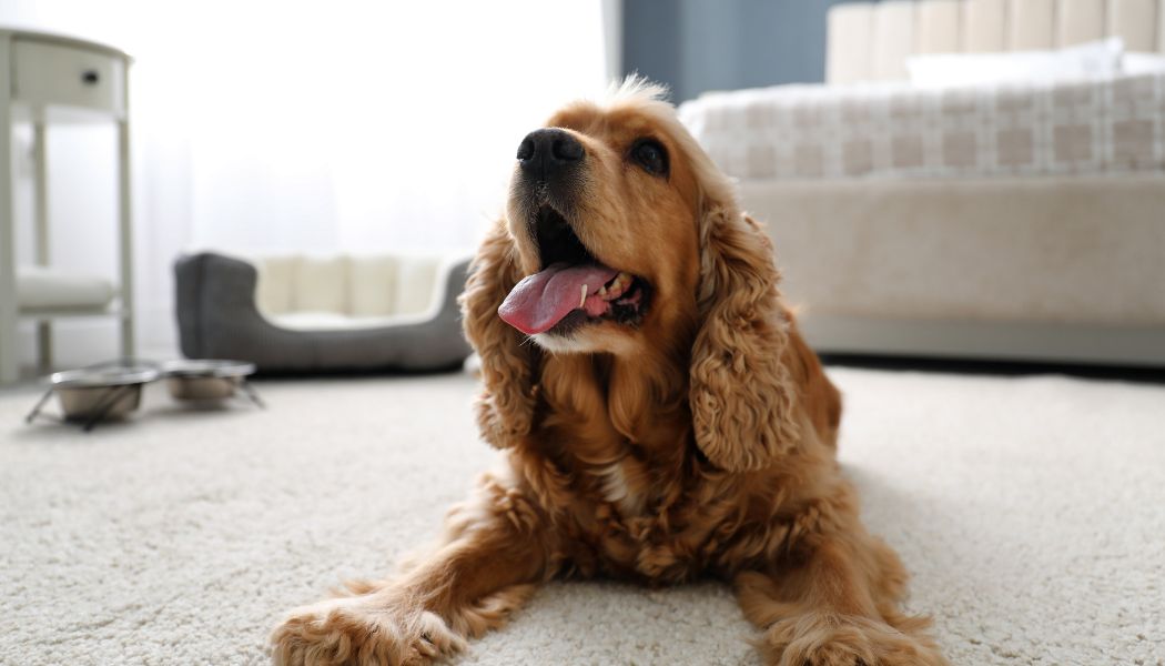 petfriendly.jpg